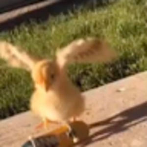 Meet your Posher, Veronica